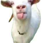 お気に入りの猫ミームの元ネタ